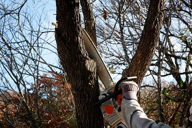 Best Tree Removal  in Moody, TX